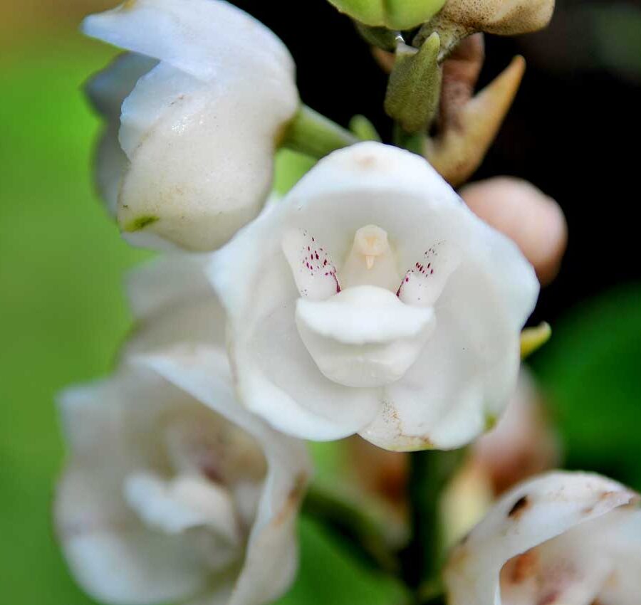 Flor del Espíritu Santo