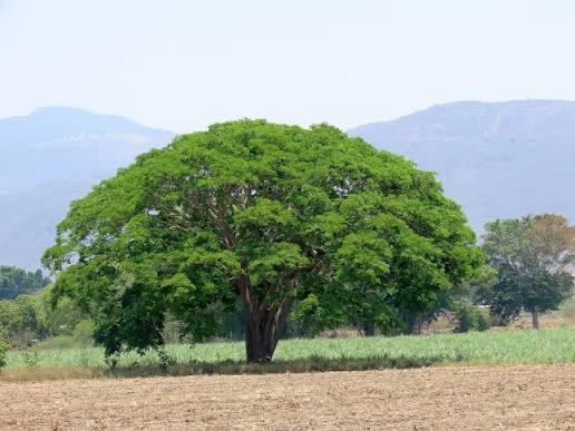 Árbol Panamá